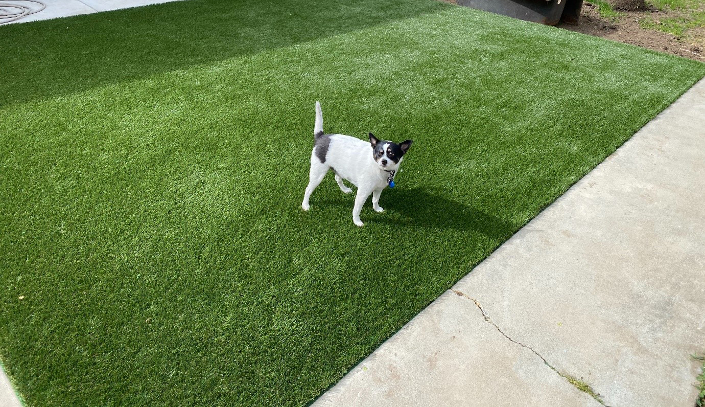 Best artificial grass for dogs
