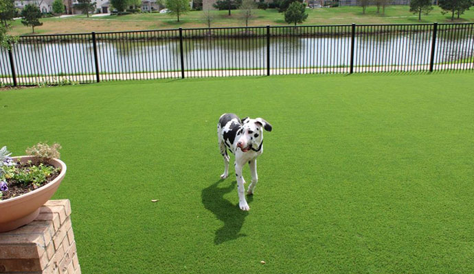 Synthetic Grass for Dogs the Ideal Dog Park Material