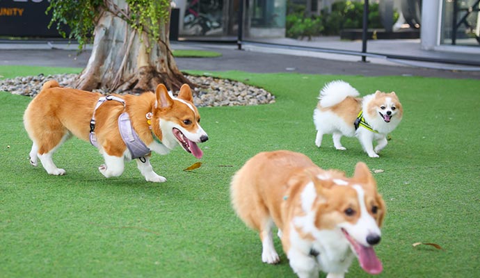 Three dogs are walking on synthetic turf pet park