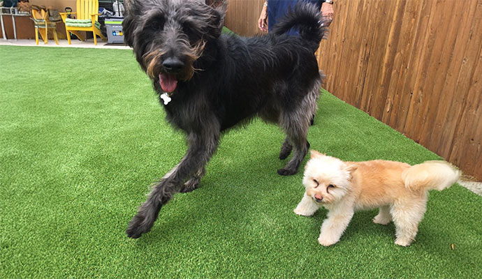 Large black dog and a small tan dog play on a artificial grass lawn