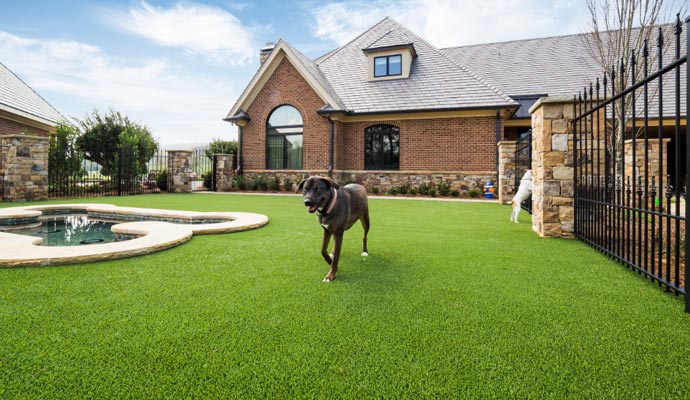 A dog walking on artificial turfed residential backyard