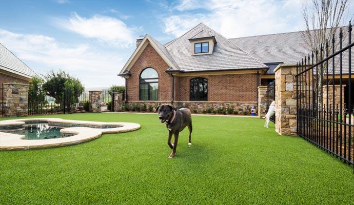 A dog walking on artificial turfed residential front yard